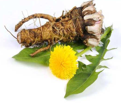 Dandelion Root